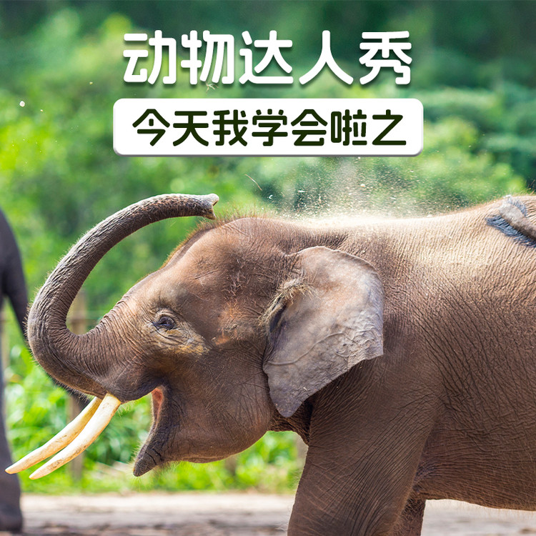 今天我学会啦之动物达人秀-